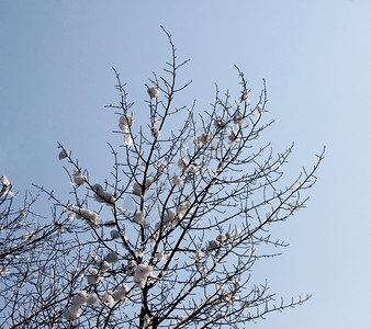 寒冬树上积雪图片