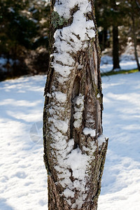 雪地里的树干图片