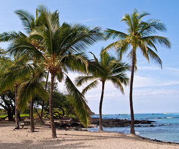 哈瓦伊亚沙滩上成群的棕榈树图片