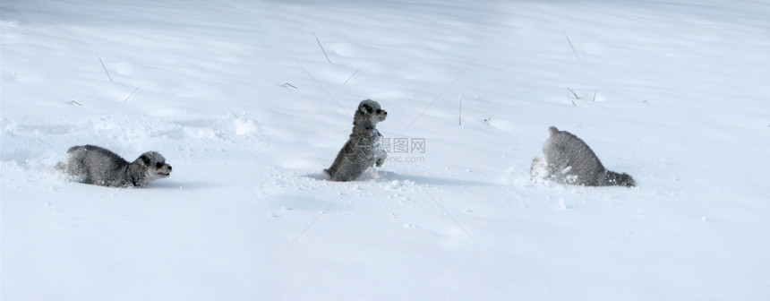 三只在雪中玩耍的小狗图片