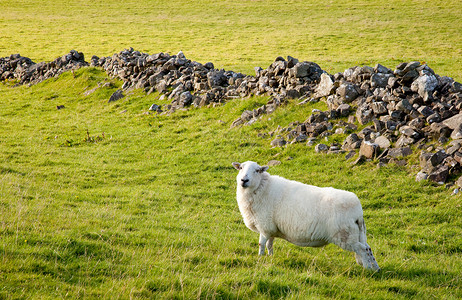 在草原上的Welsh山羊图片