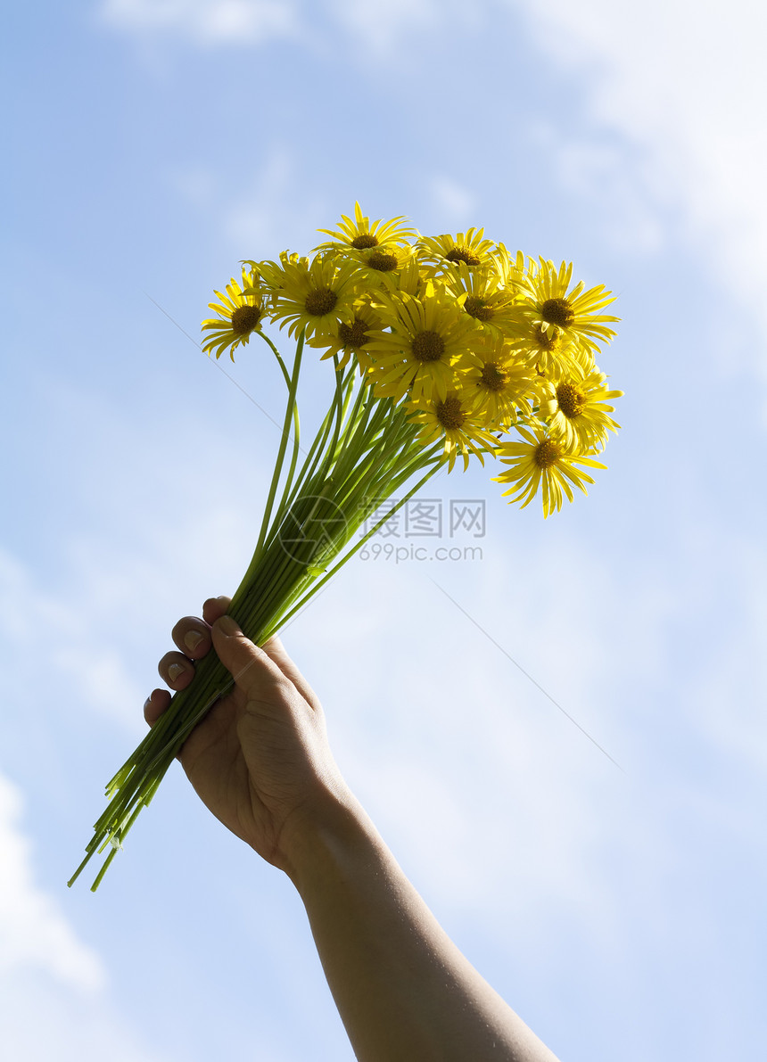 手中的黄色菊花图片