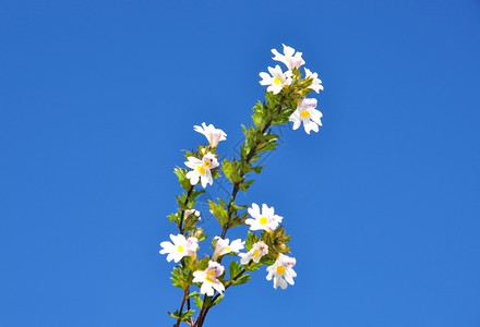 小菊花图片