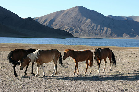 在湖和山前的马群高清图片