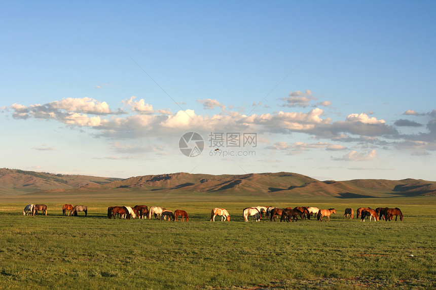 蒙哥利亚草原的安静吃草的马群图片