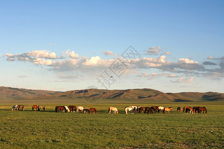 蒙哥利亚草原的安静吃草的马群图片