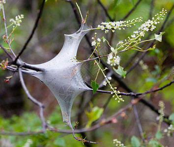 网虫或毛的巢闭它们吃幼树的叶子背景
