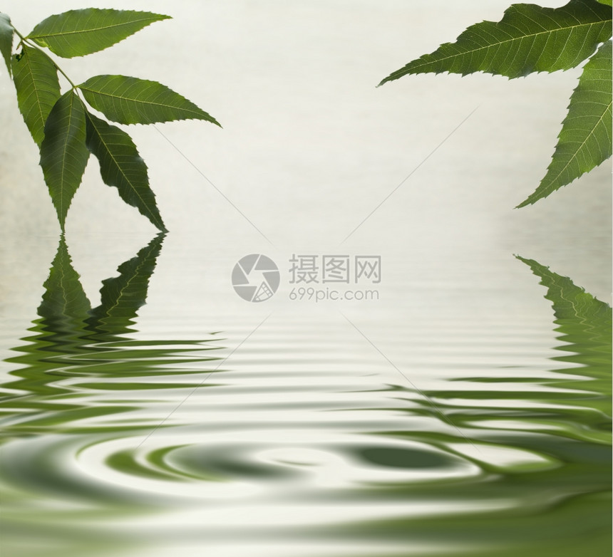 反映水中的松树枝图片
