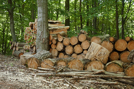 绿林中被砍碎的木背景图片
