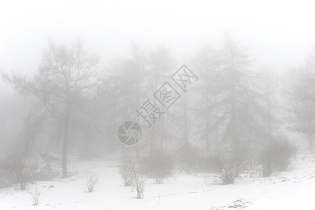 雾天冬雪的公园背景图片