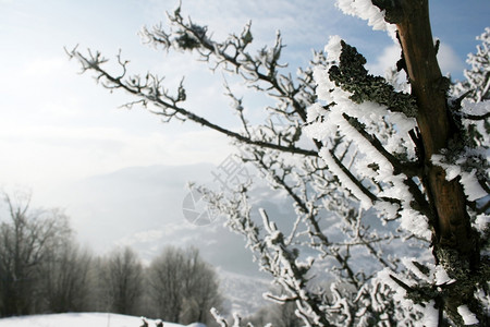 冬季风景有雪覆盖的树图片