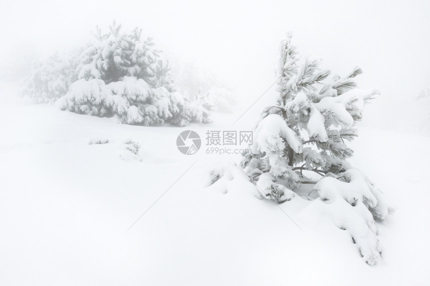 雪花覆盖了亚皮斯里山上的雪树ukraine图片