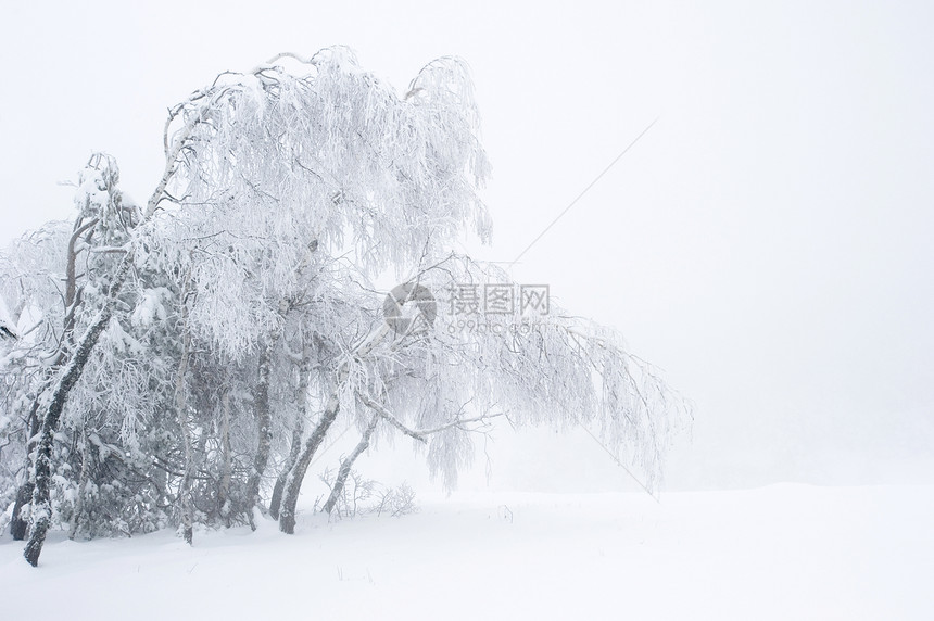 雾天冬雪公园图片