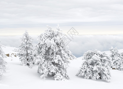 日落时在AyPetri山上的雪树覆盖着ukraine图片