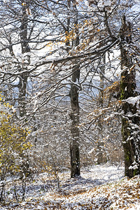 冬季风景有雪覆盖的树和上叶图片
