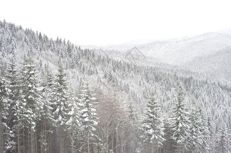 喀尔巴阡山脉的冰雪覆盖树木图片