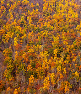秋天山坡上的树和多彩叶子图片