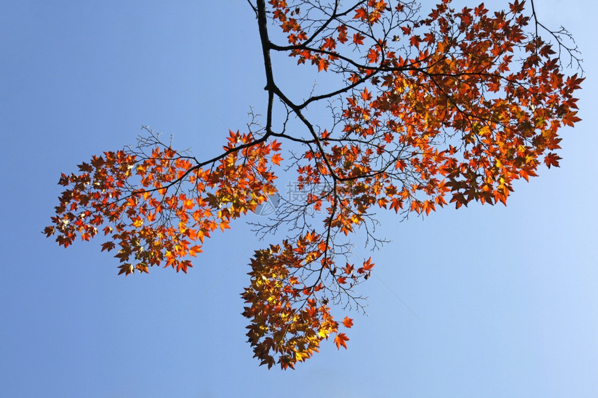 蓝天下的树叶图片