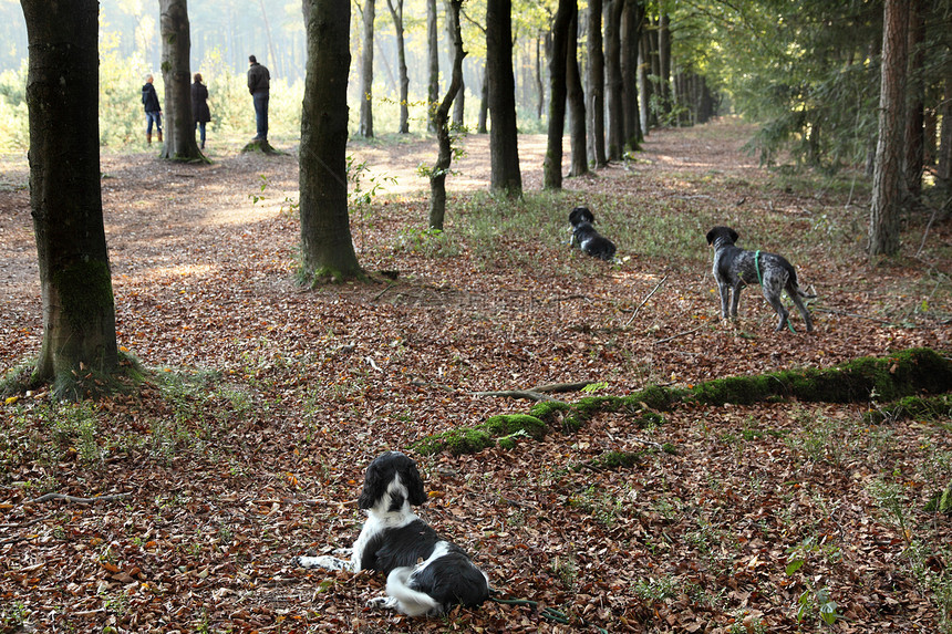 在森林中训练的3只猎狗图片