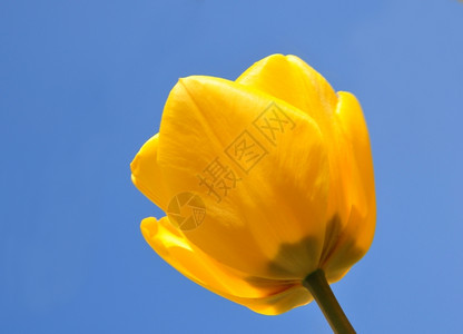黄色郁金背景图片