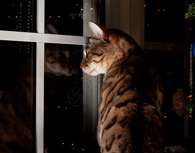 猫透过窗注视外面背景图片