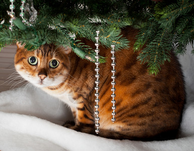 在圣诞树下睡觉的小猫背景图片