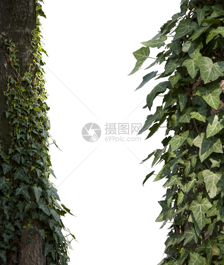 白叶色攀爬植物双面图片