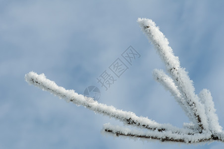 雪树干和霜冻图片