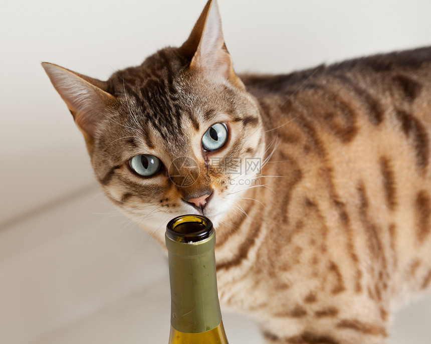 棕褐色猫嗅着开的酒瓶图片