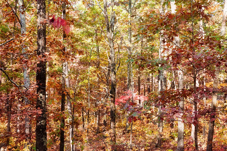 森林秋天的颜色图片