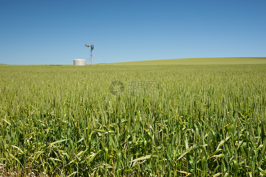 澳洲南部布瑞拉农村小麦田中的风车图片