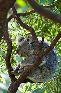 树上的澳洲考拉图片