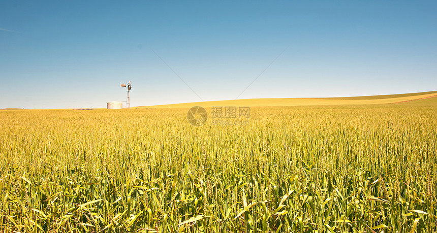国内小麦田面积的宏大全景象图片