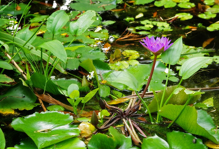 漂浮彩带礼花花园池塘里水利晶的巨大软焦点图像背景