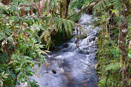 美丽的小溪或穿过雨林的河流图片