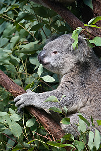 树上的澳洲考拉背景图片