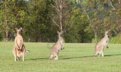 草地上的澳洲东部的动物灰色袋鼠图片