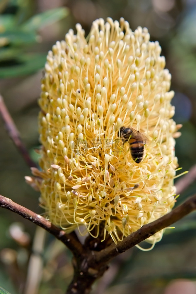 一只蜜蜂辛勤工作收集花粉从一朵山雀花中采集粉蜜蜂和一朵山雀图片