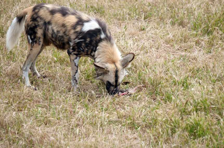 印度斯皮茨狗吃肉的照片图片