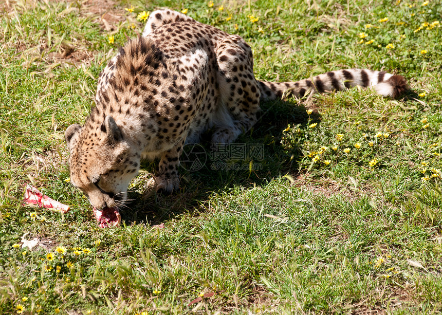 一张美丽的动物斑豹吃肉照片图片
