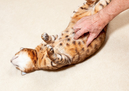 宠物肠胃背靠在地毯上肚子痒背靠的金刚猫背景