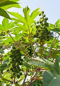 生物柴油是用棕榈豆植物的种子生产而成的高清图片