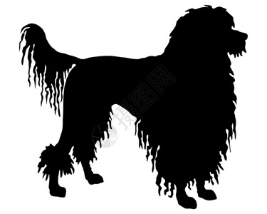 一只葡萄牙水狗的黑色轮廓背景图片