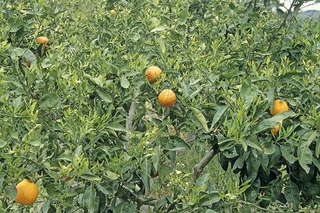 含果实的橙树图片