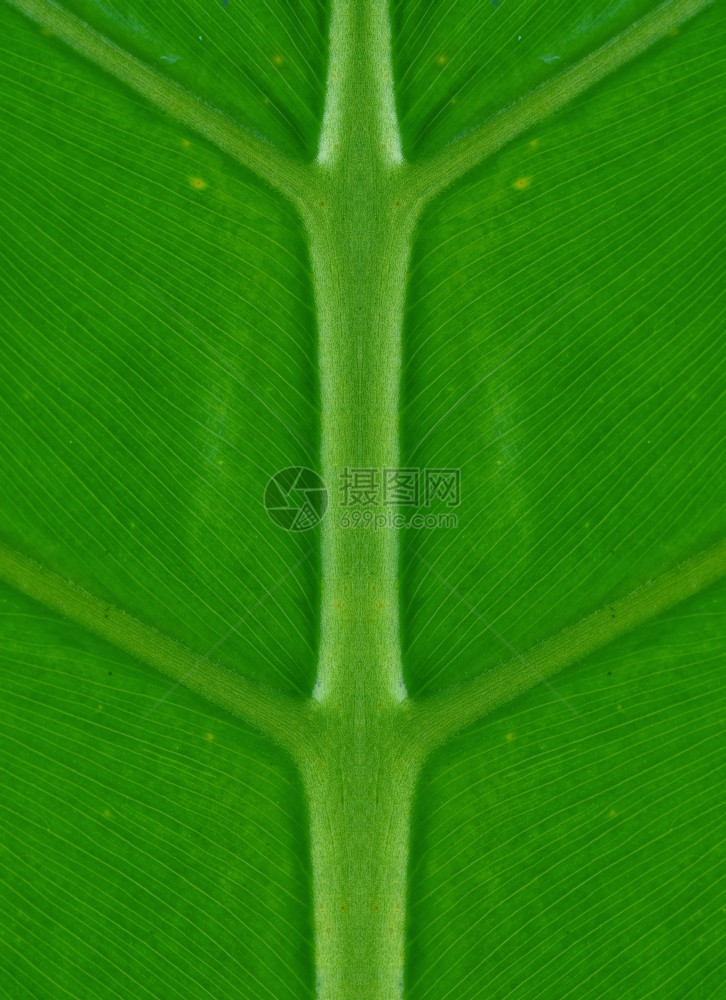 完全对称的绿色棕榈叶自然背景图片