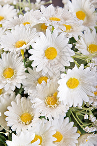 白色丝绸花朵的美景白色丝绸花朵图片