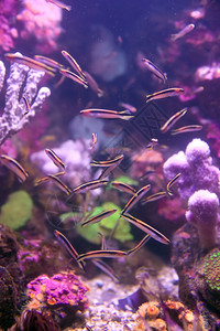水族馆或海洋底部的珊瑚和葵图片