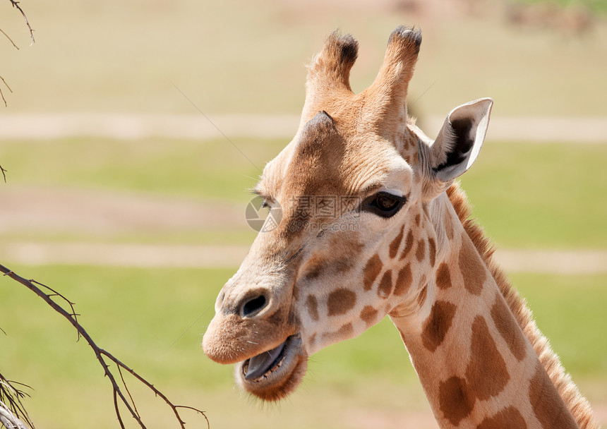 非洲动物长颈鹿在自然环境中生活图片