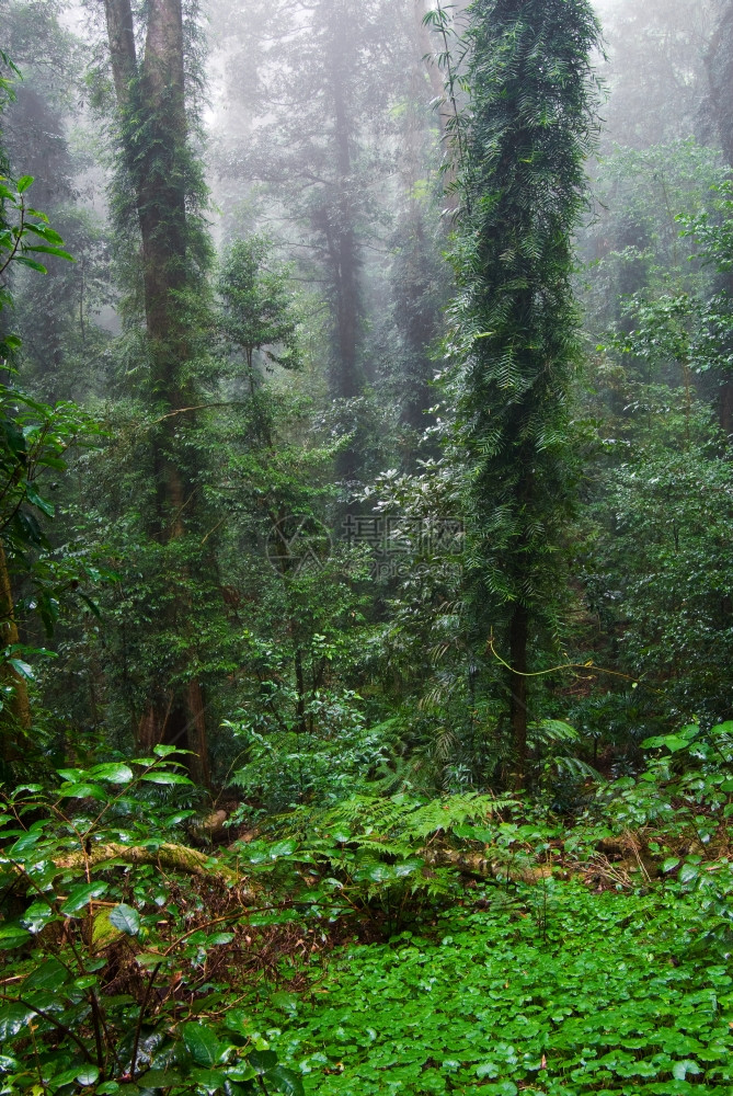 世界多里戈岛的自然美景在雾的一天雨林传承着图片