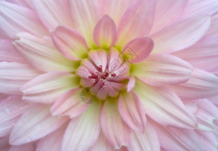 美丽的柔软粉和弥散的柔软花朵背景图片